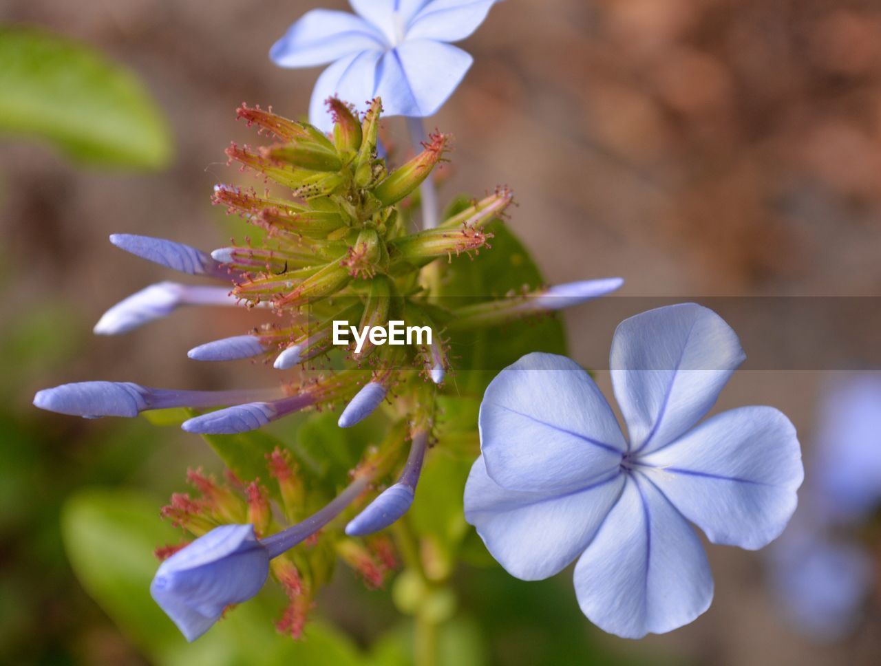 Close-up of purple flowers