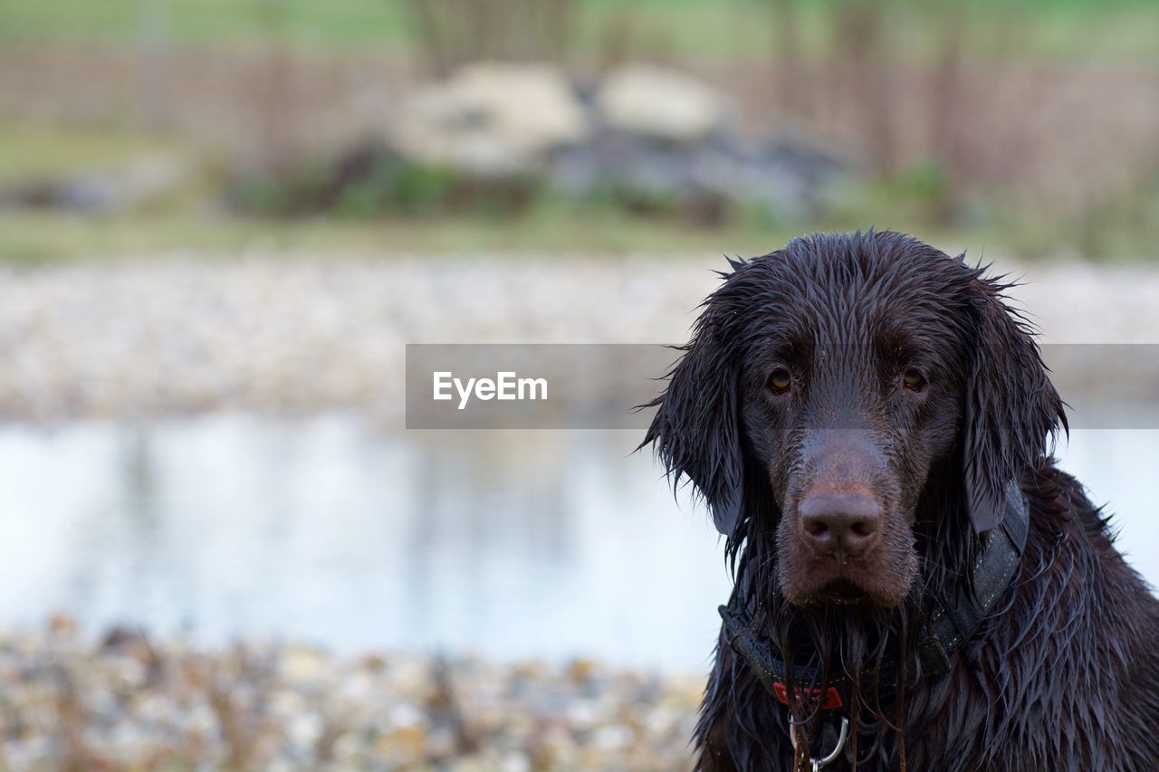 Portrait of wet dog 