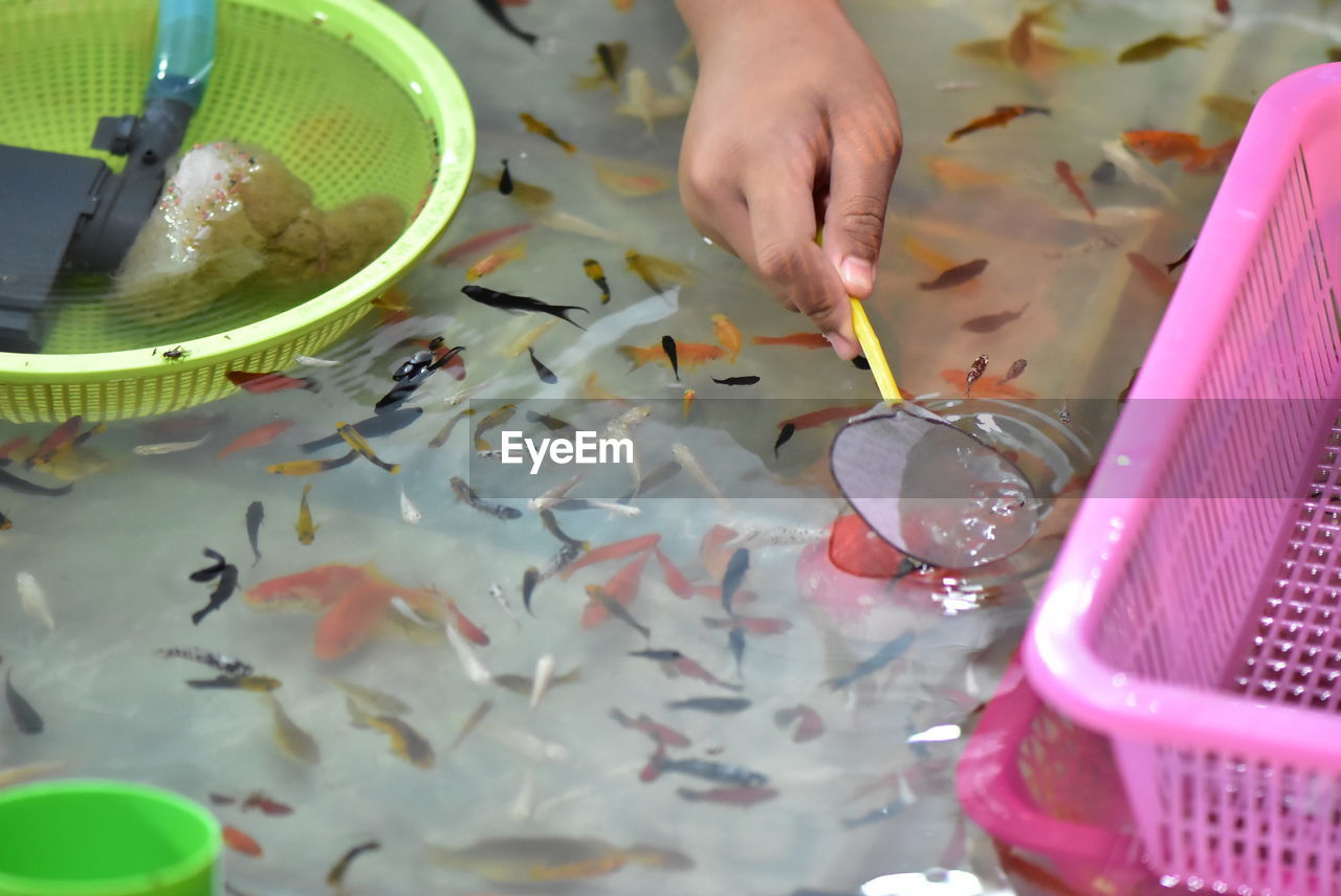 Cropped hand of person catching fish using net in water