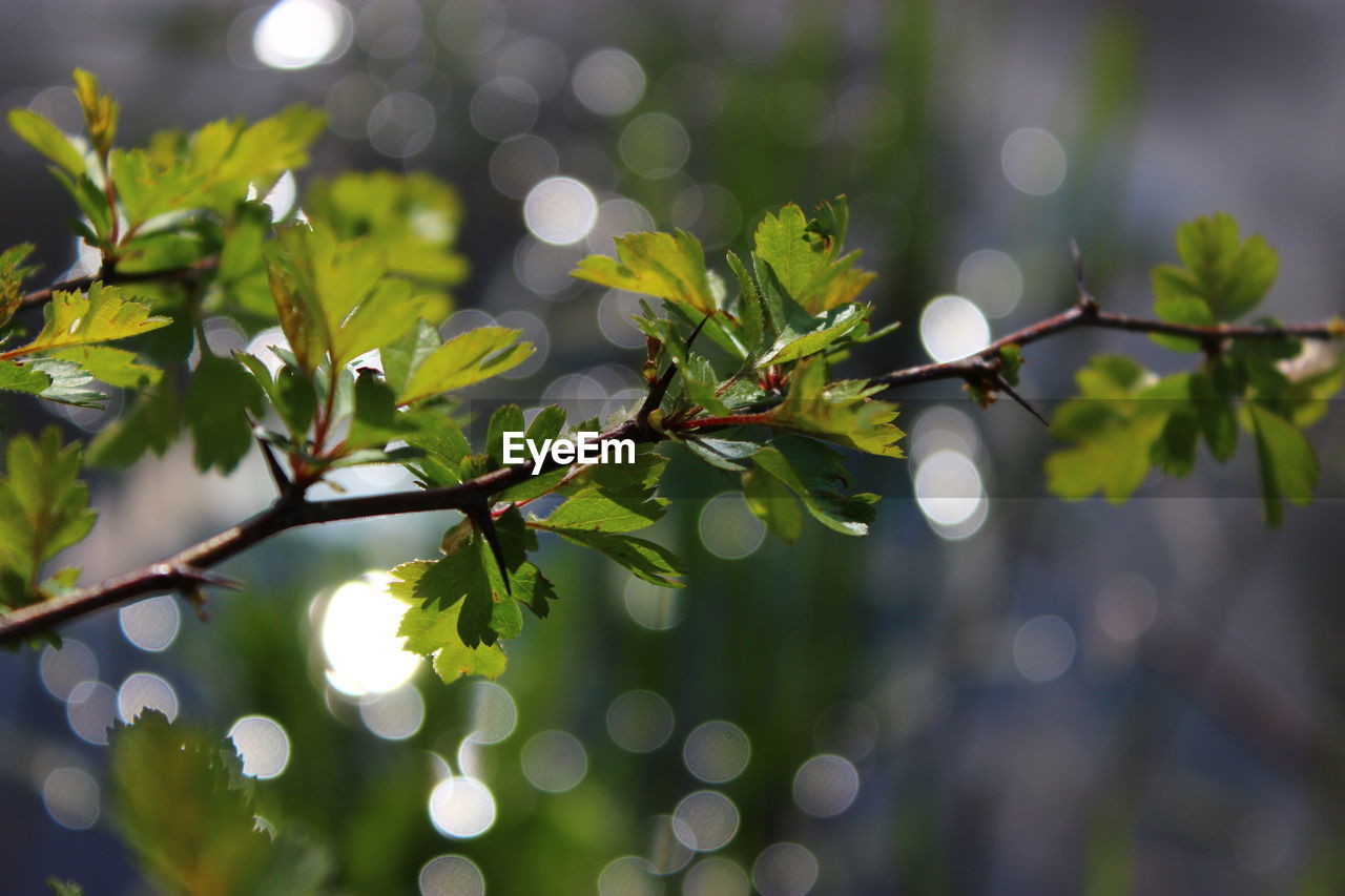 Close-up of leaves on twig