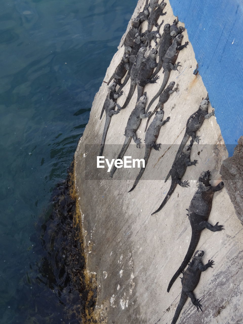 HIGH ANGLE VIEW OF LIZARD ON SHORE