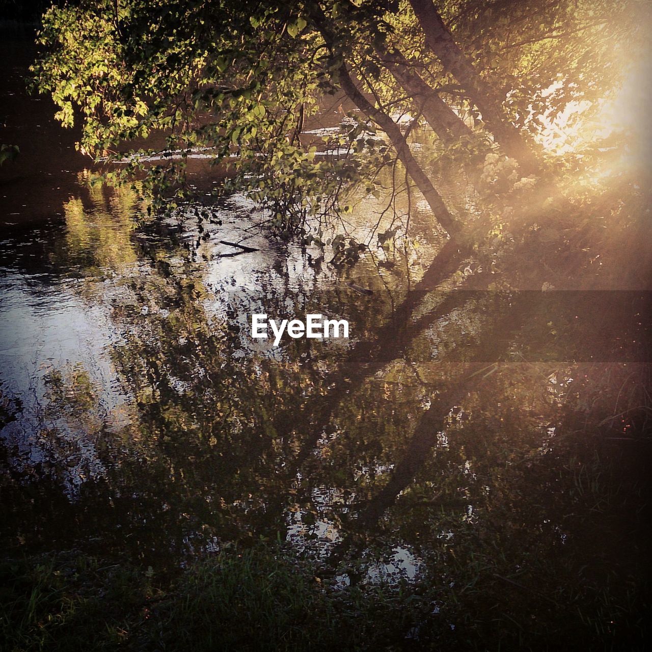 REFLECTION OF TREES IN WATER