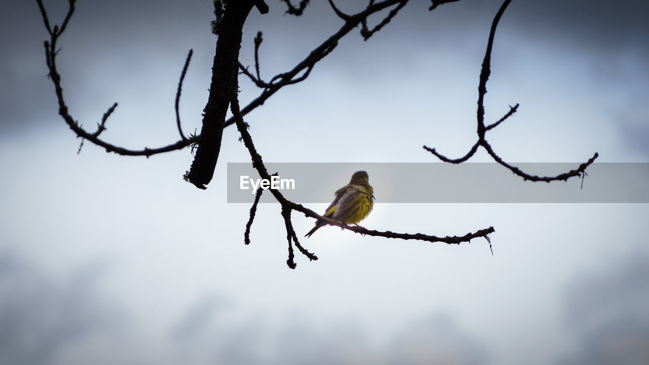 Low angle view of bird perching on branch