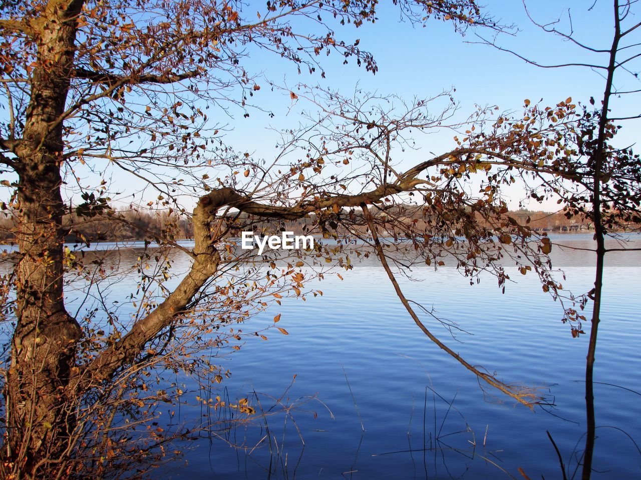 water, nature, reflection, tree, plant, branch, tranquility, beauty in nature, sky, lake, leaf, scenics - nature, no people, winter, tranquil scene, autumn, morning, flower, outdoors, day, non-urban scene, landscape, idyllic, environment, sunlight, blue, travel destinations, growth, clear sky, land