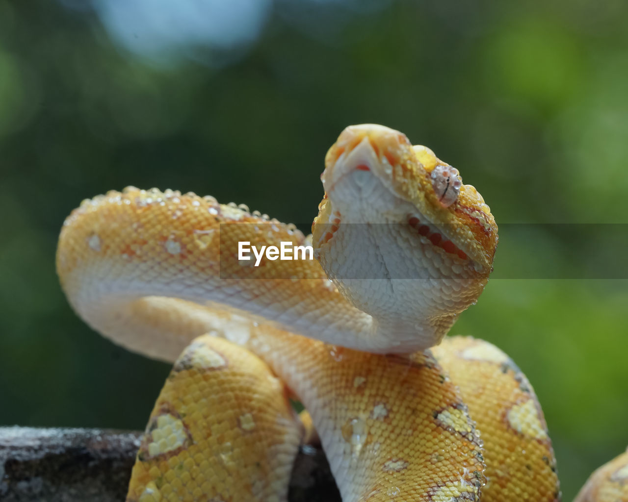 animal themes, animal, animal wildlife, reptile, one animal, wildlife, close-up, macro photography, nature, no people, animal body part, outdoors, focus on foreground, day, lizard, tree, dragon lizard, forest