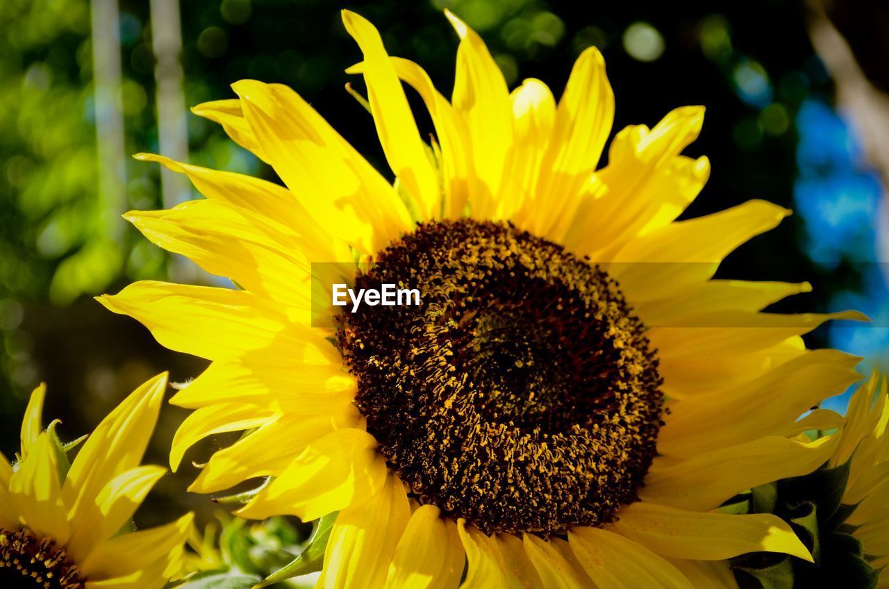 CLOSE-UP OF SUNFLOWER BLOOMING