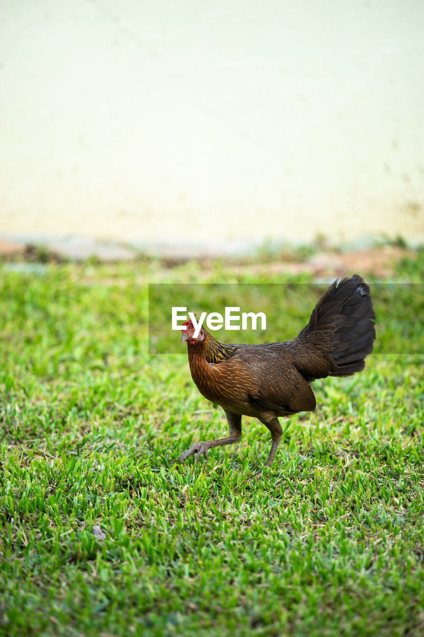 Side view of a bird on field