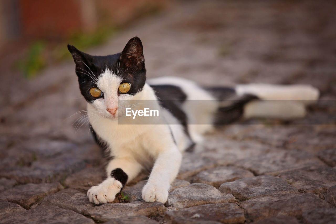 CLOSE-UP PORTRAIT OF A CAT ON A FLOOR