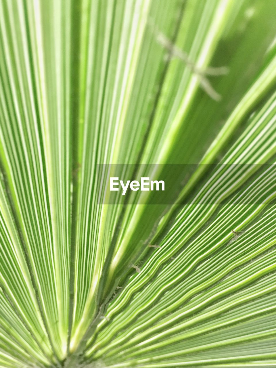 Close-up of palm tree leaves