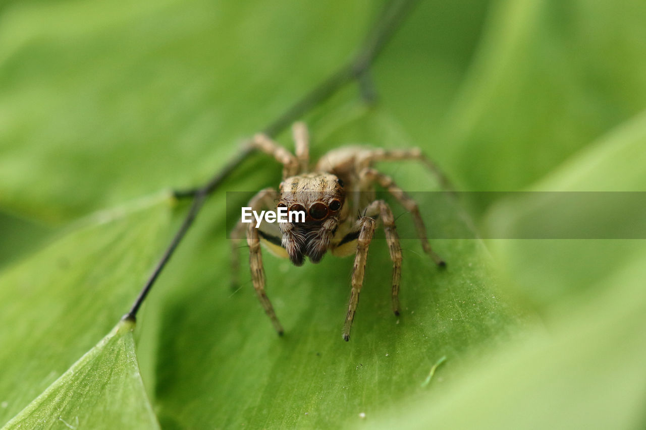 CLOSE-UP OF SPIDER ON WEB