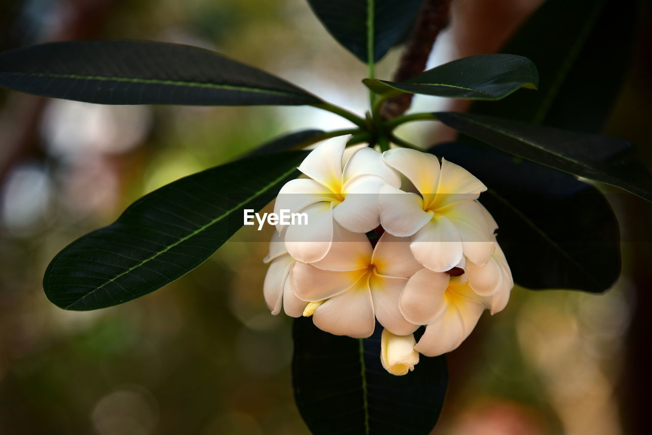 Close-up of frangipanis