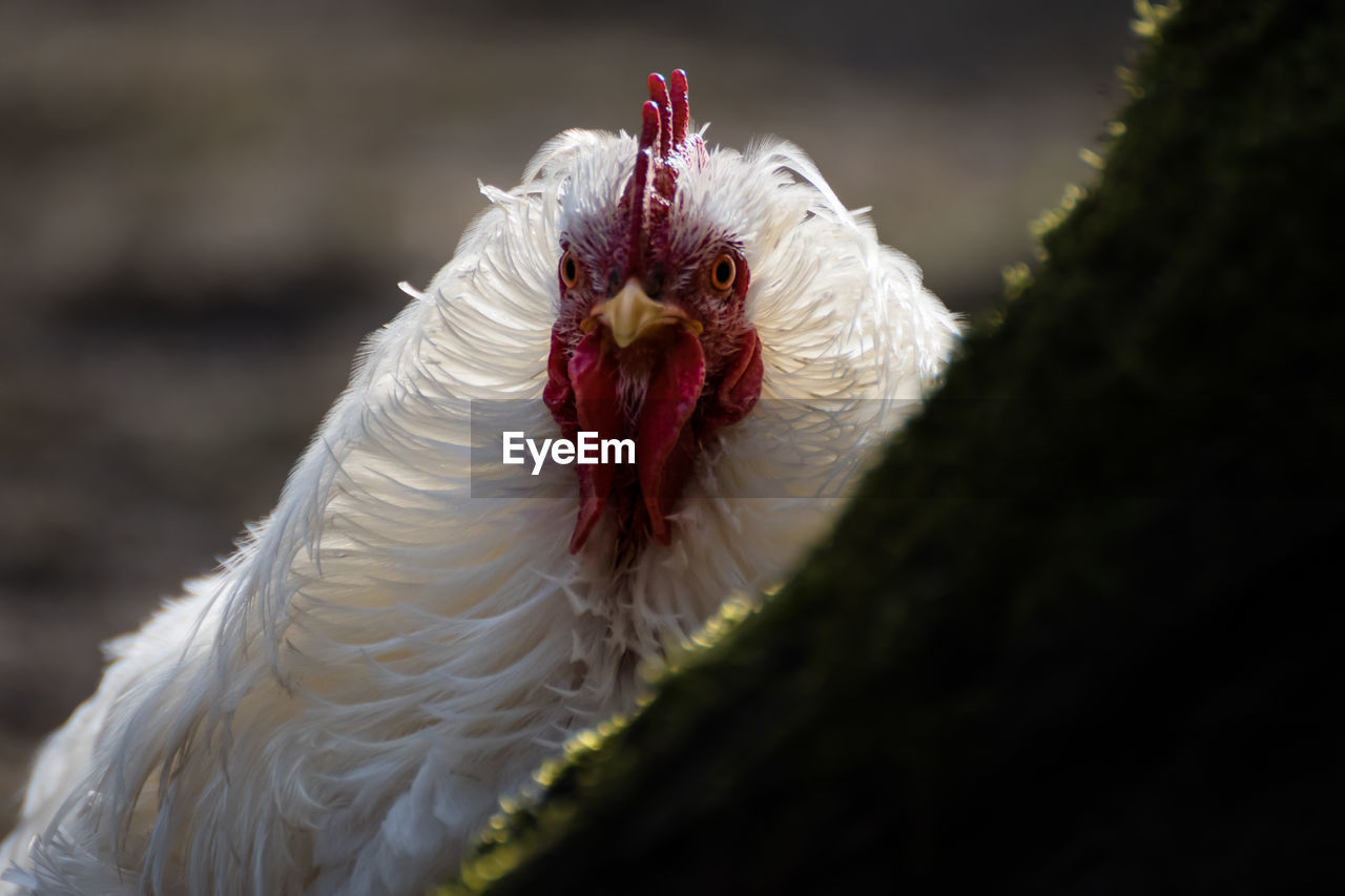CLOSE-UP OF WHITE PEACOCK