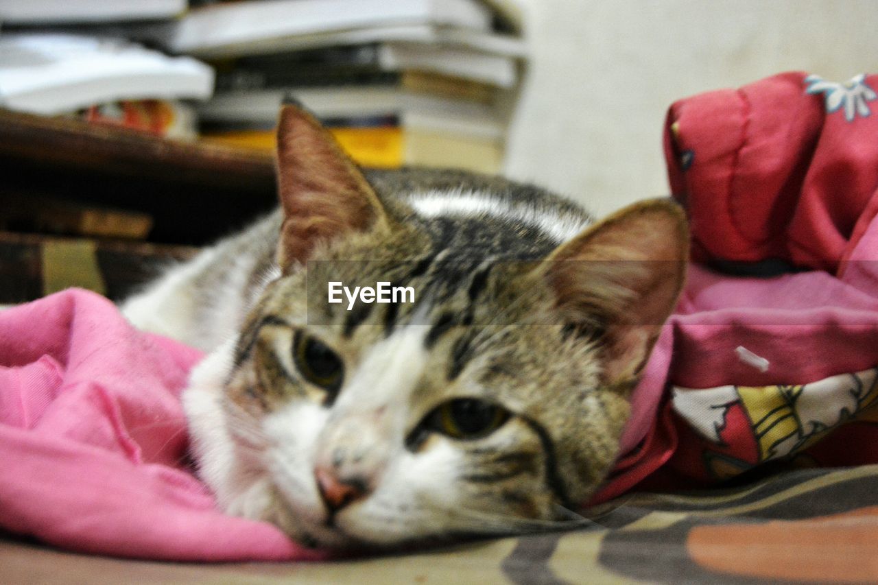 CLOSE-UP PORTRAIT OF CAT SLEEPING ON BLANKET