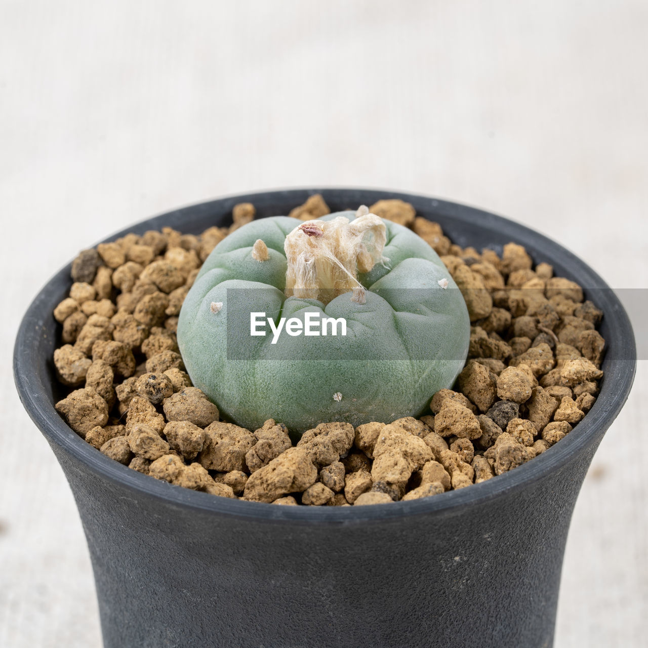 food and drink, food, healthy eating, freshness, wellbeing, no people, cactus, flowerpot, plant, nature, bowl, studio shot, close-up, sweet food, indoors, fruit, produce