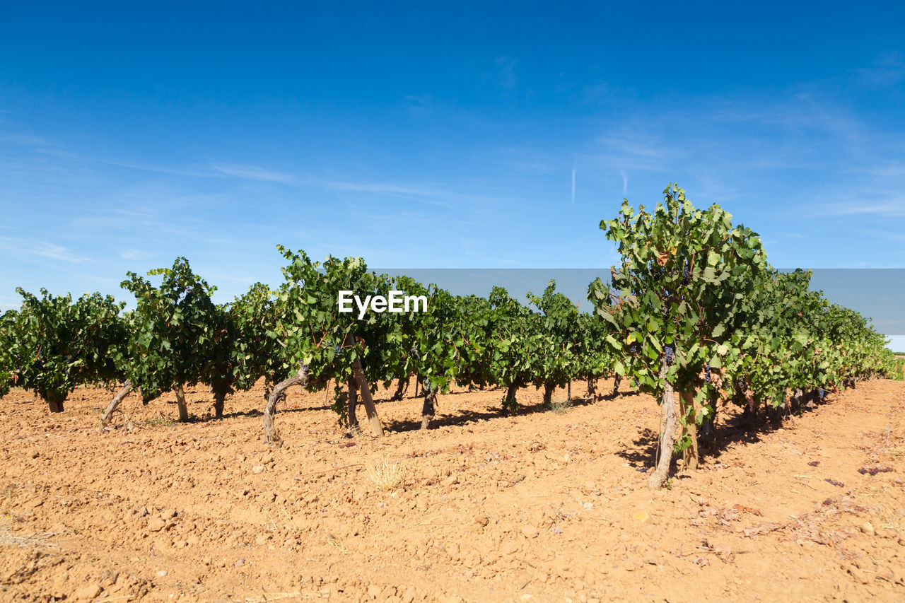 agriculture, plant, soil, sky, landscape, field, land, tree, nature, environment, food and drink, food, growth, blue, fruit, scenics - nature, rural scene, crop, no people, healthy eating, cloud, outdoors, farm, sunlight, plantation, beauty in nature, day, sunny, sand, in a row, produce, olive tree