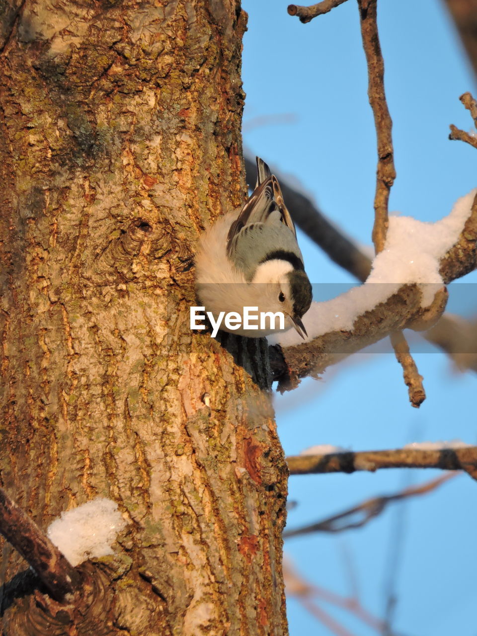 LOW ANGLE VIEW OF SQUIRREL PERCHING ON TREE