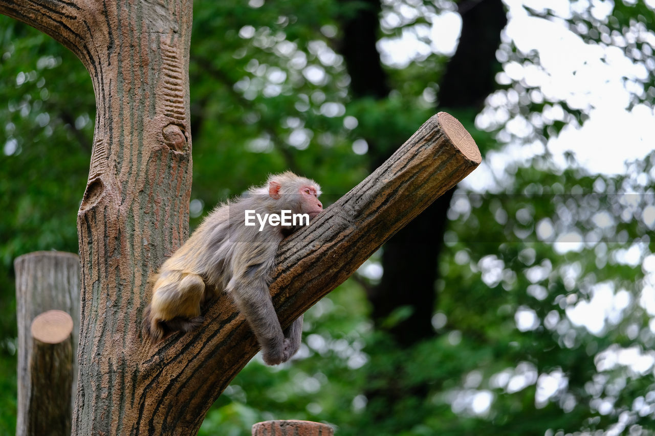 VIEW OF TREE TRUNK ON WOOD