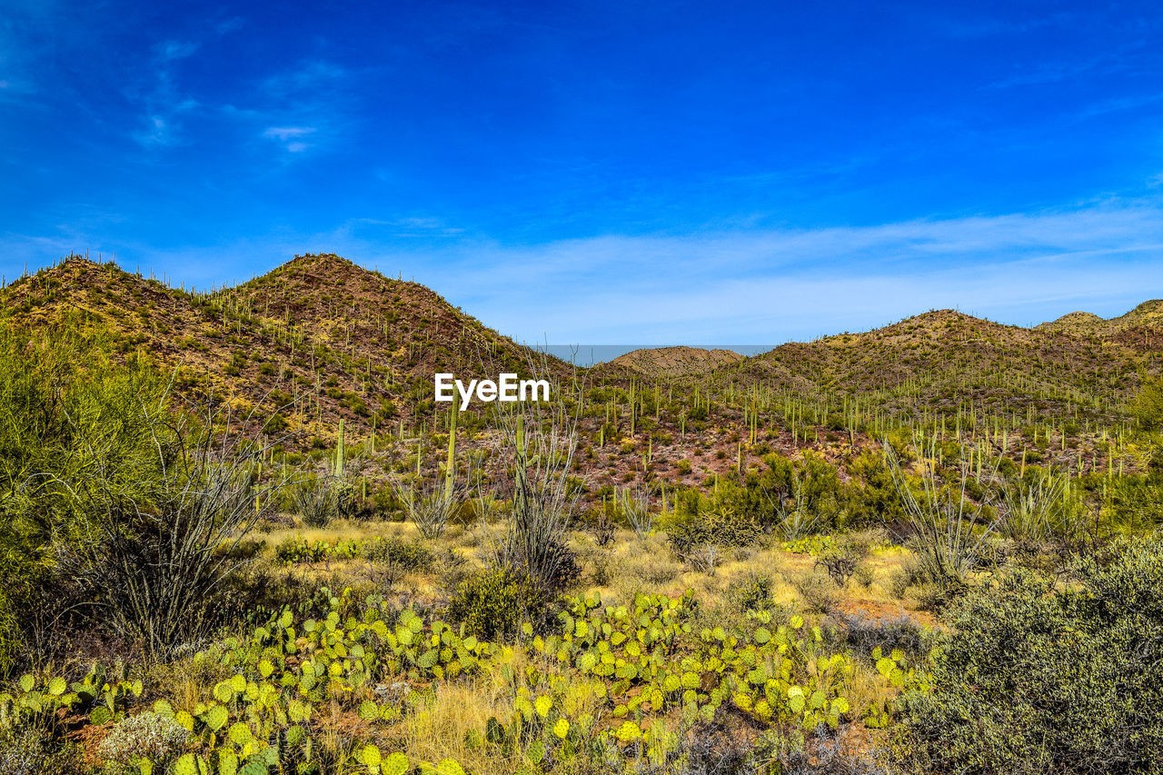 VIEW OF LANDSCAPE AGAINST MOUNTAIN