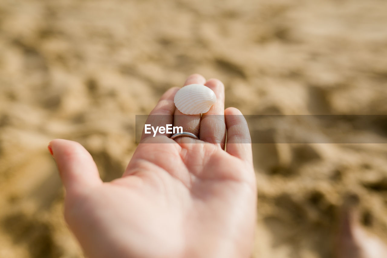 Close-up of hand holding seashell at beach