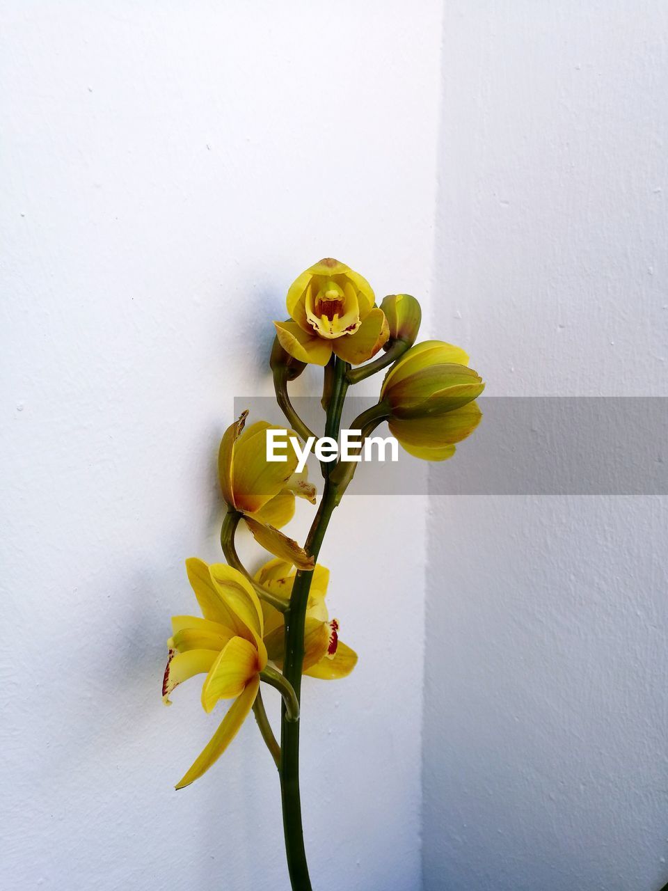 YELLOW FLOWERS IN VASE