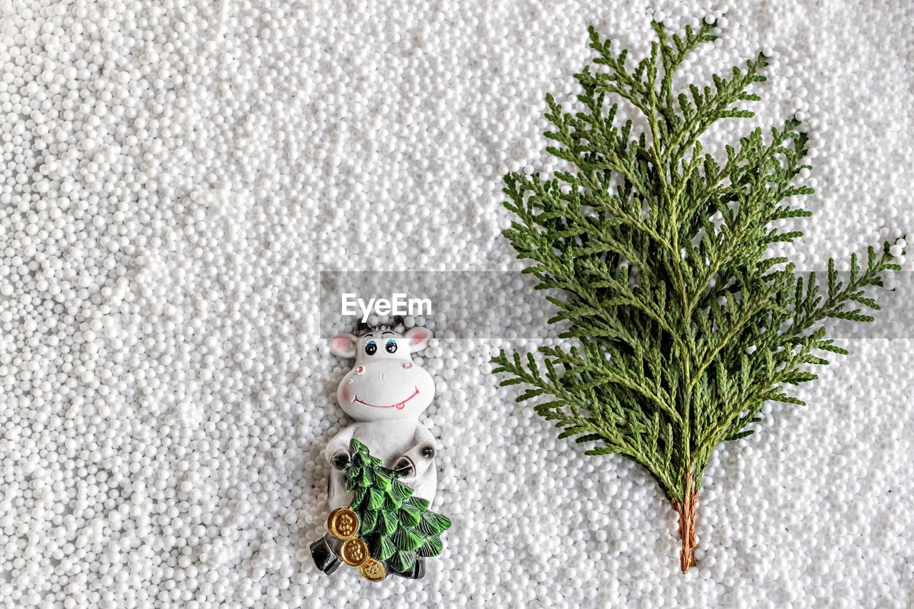 HIGH ANGLE VIEW OF SMALL PLANT WITH CHRISTMAS TREE IN CONTAINER