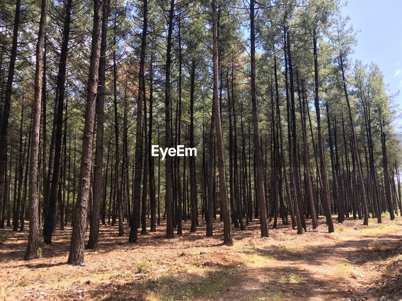 View of trees in forest