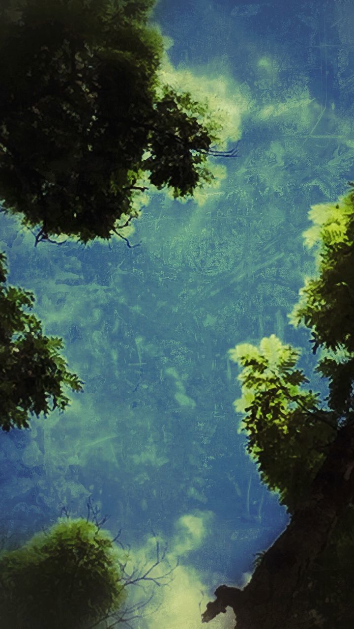 REFLECTION OF TREES ON WATER