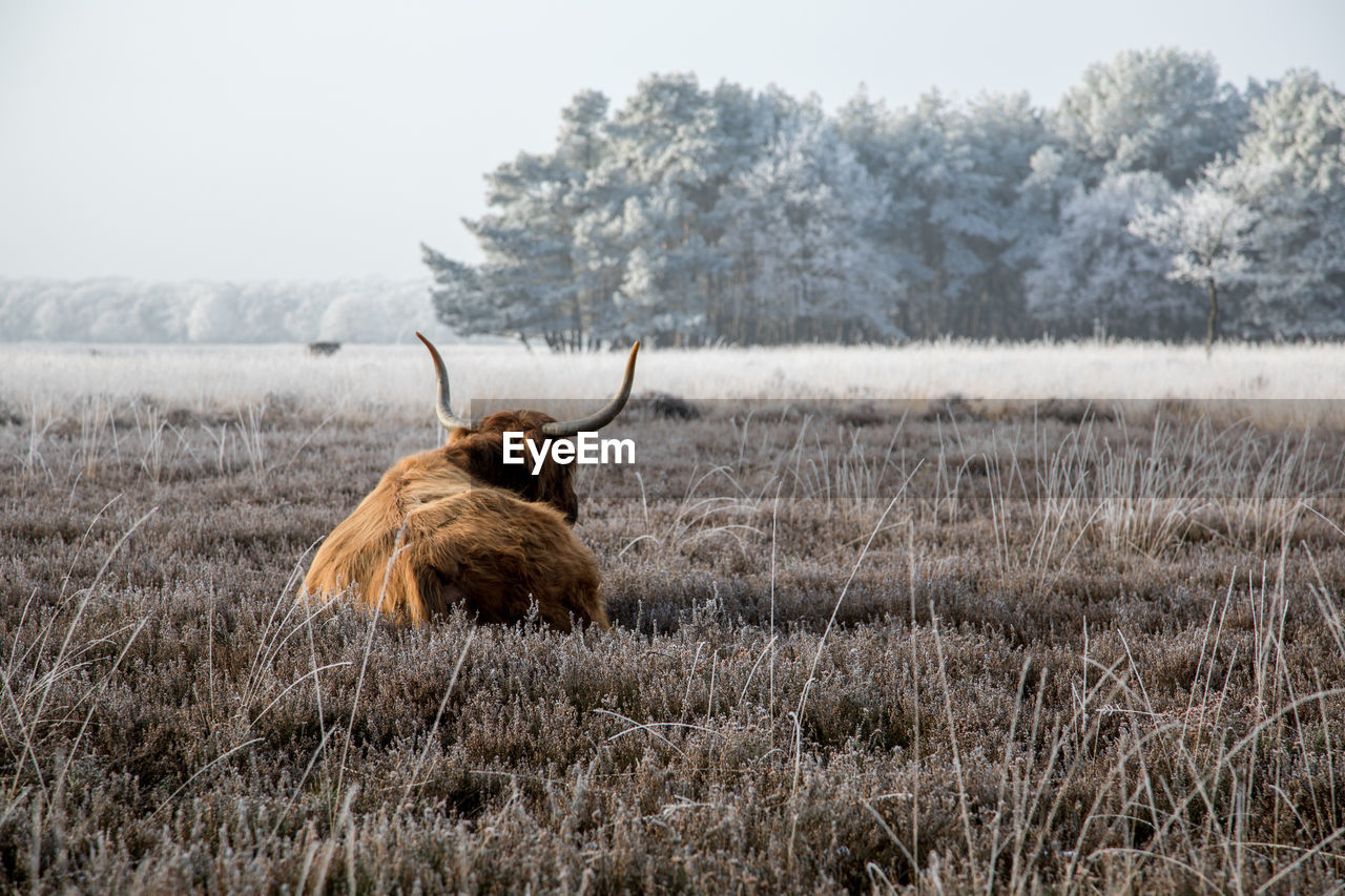 Highland cattle on field against sky