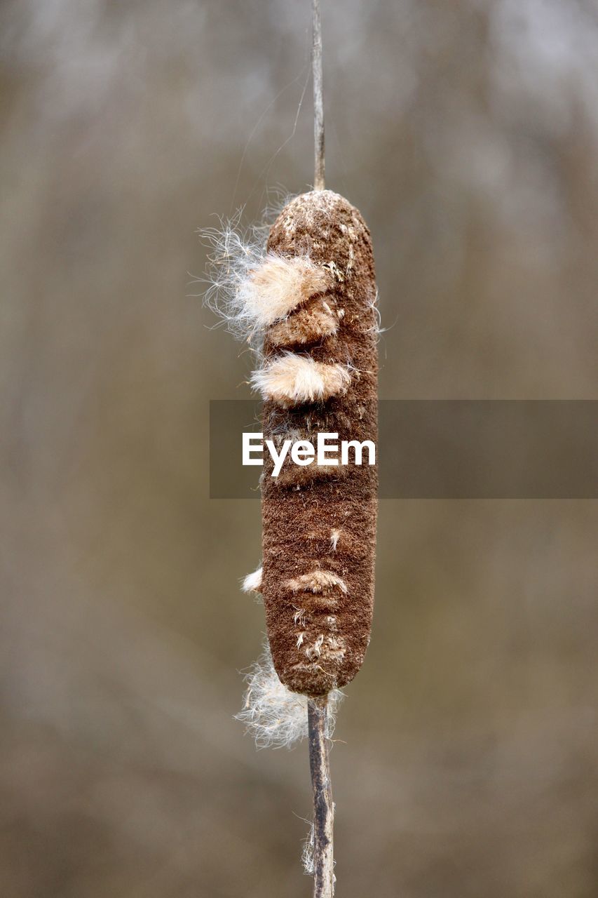 close-up, macro photography, hanging, focus on foreground, leaf, no people, frozen, nature, winter, ice, cold temperature, twig, branch, day, outdoors, brown, insect, plant