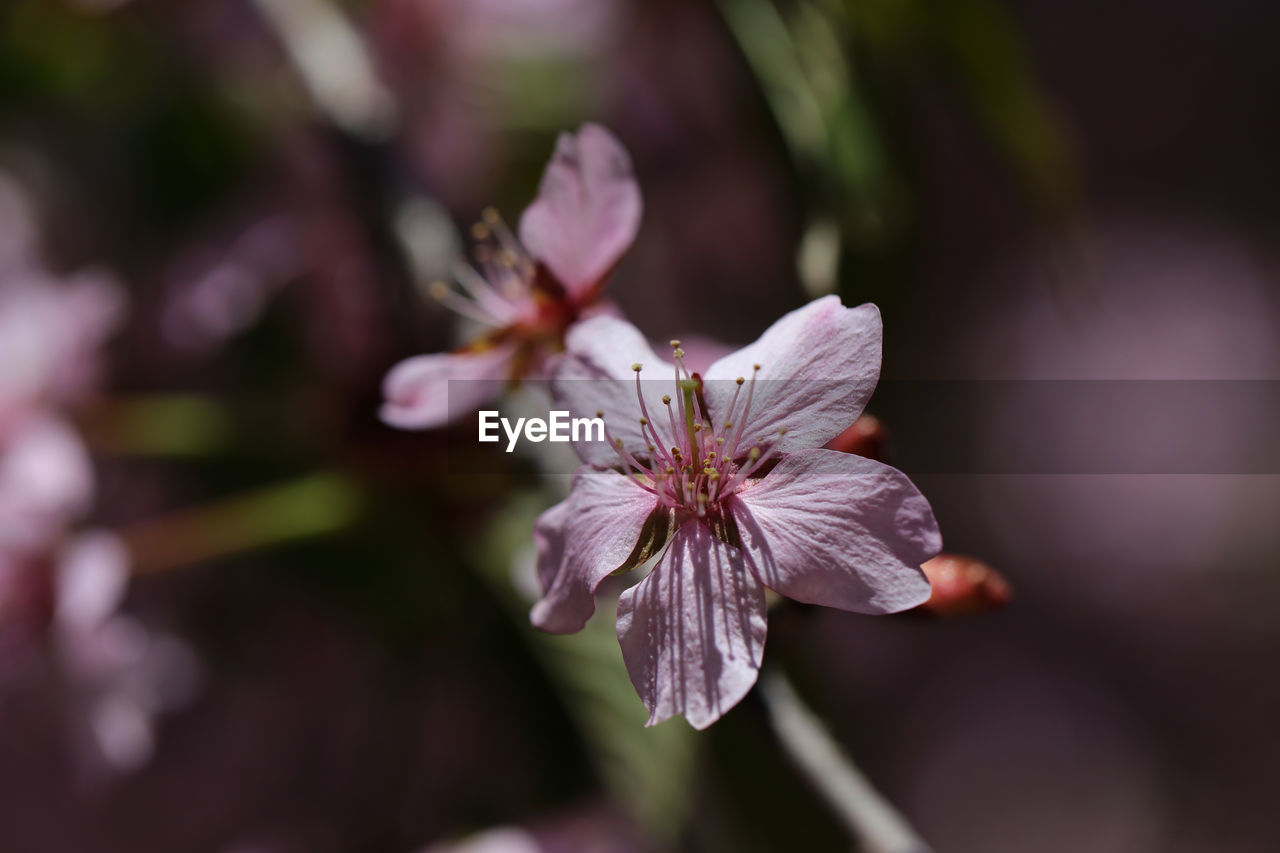 flower, flowering plant, plant, freshness, beauty in nature, fragility, close-up, blossom, flower head, petal, springtime, growth, nature, macro photography, inflorescence, pink, tree, pollen, botany, no people, focus on foreground, selective focus, outdoors, branch, stamen, produce, food and drink, purple, food, day, spring