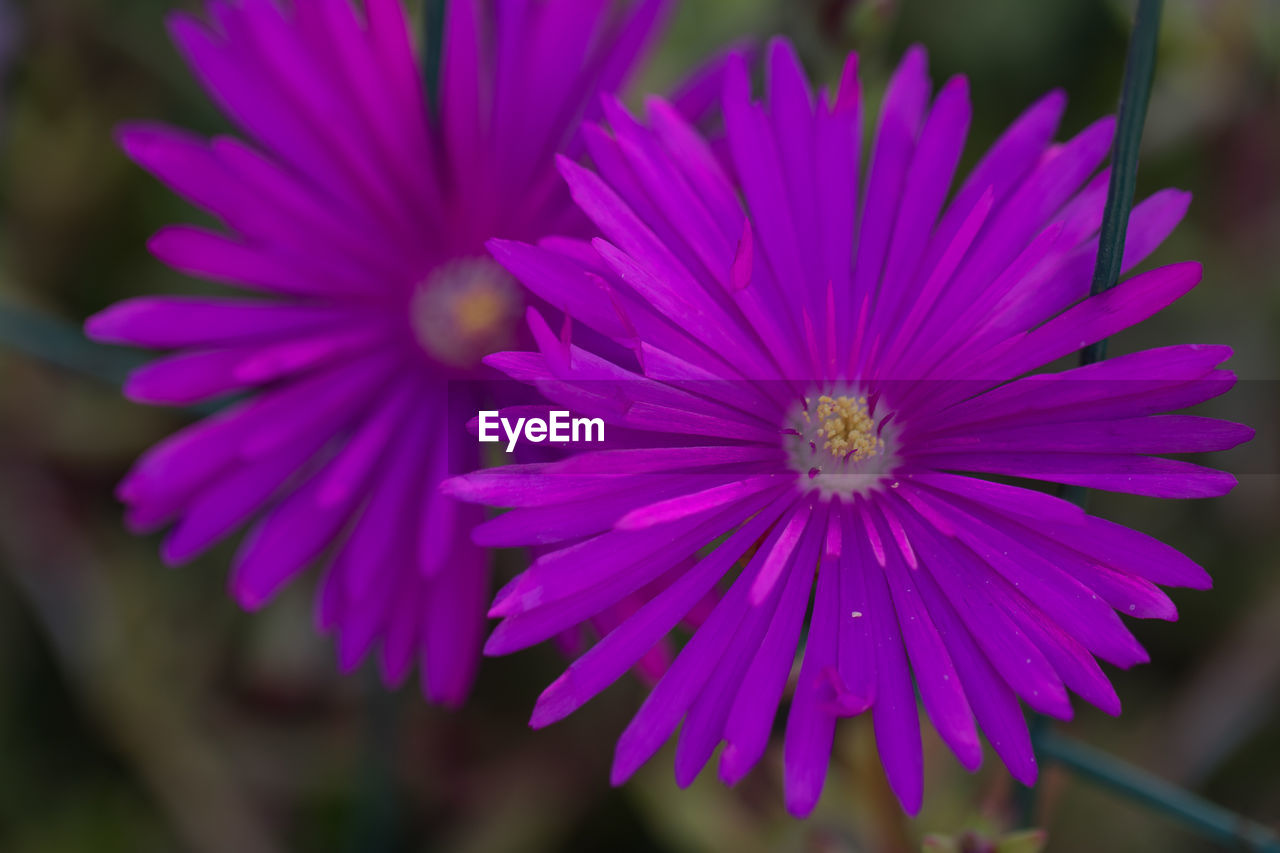 Close-up of pink flowers