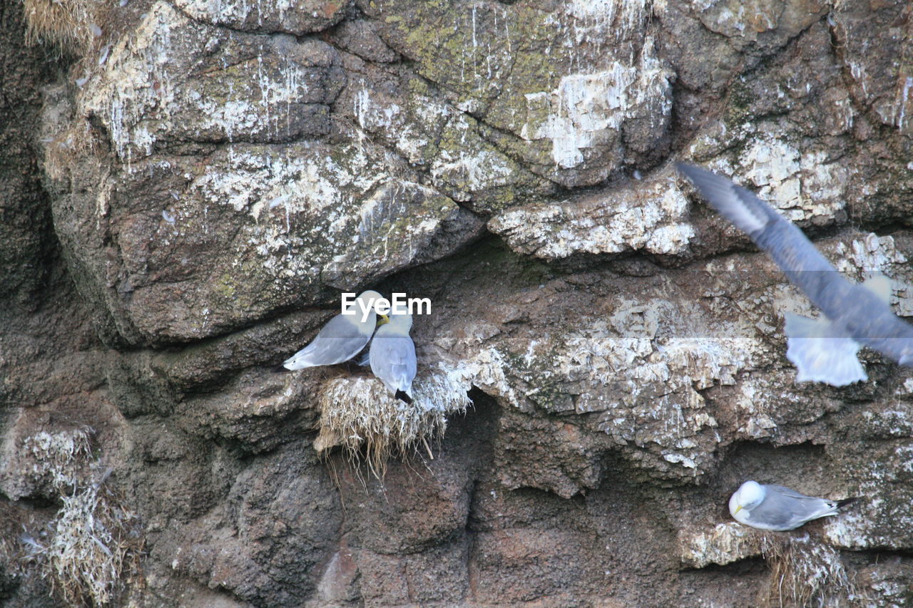 BIRDS PERCHING ON ROCK