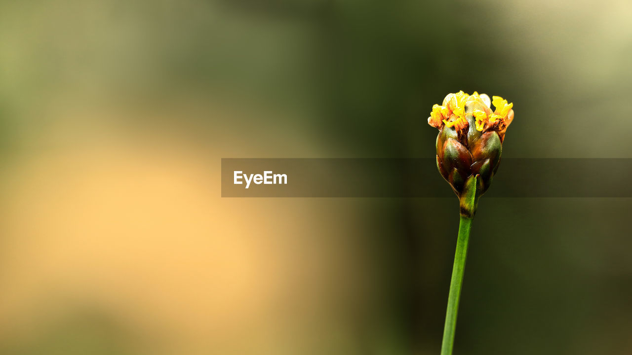 Close-up of yellow flowering plant