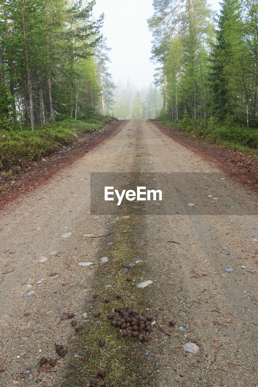 ROAD IN FOREST