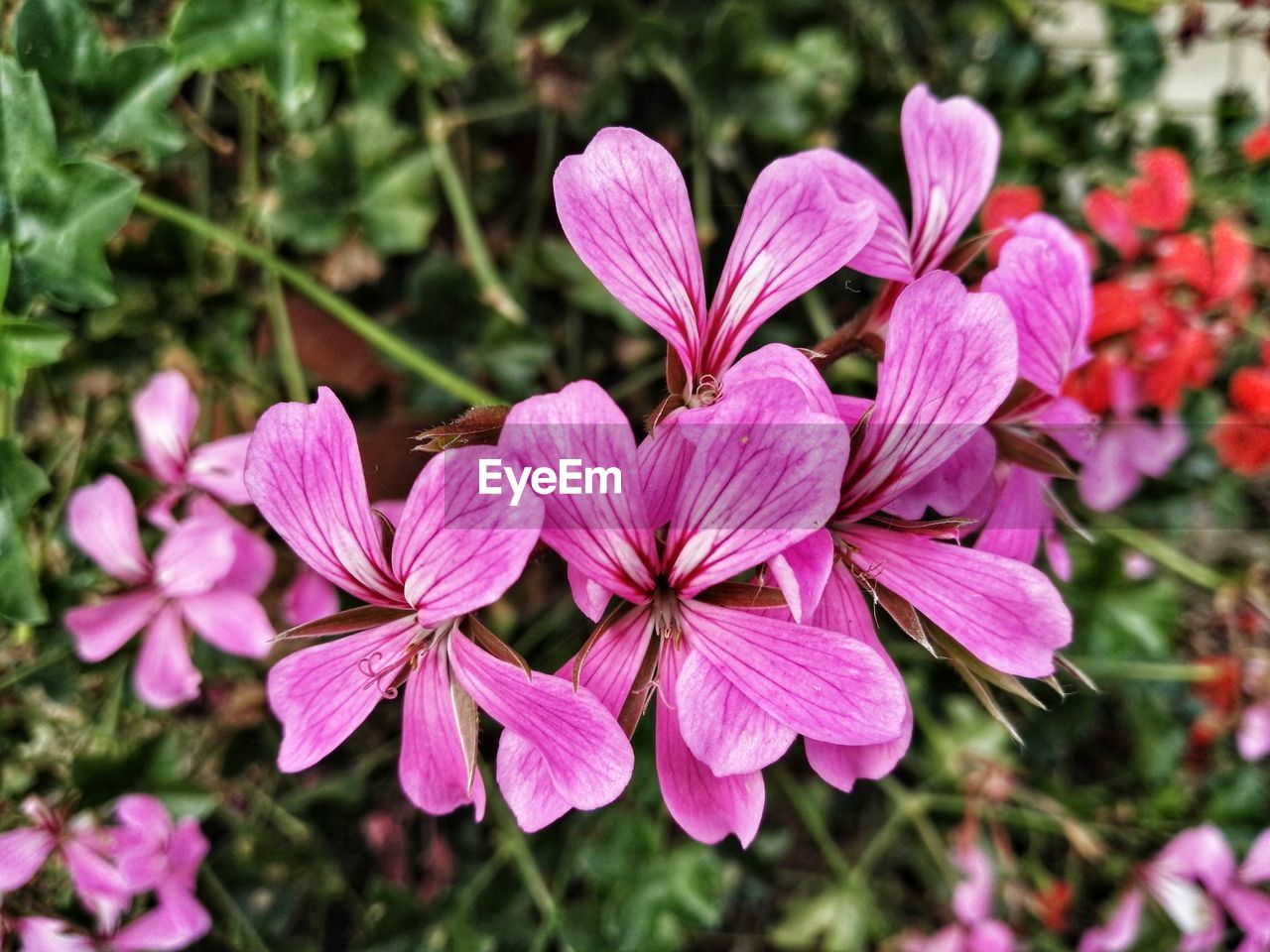 Close-up of pink flowering plant