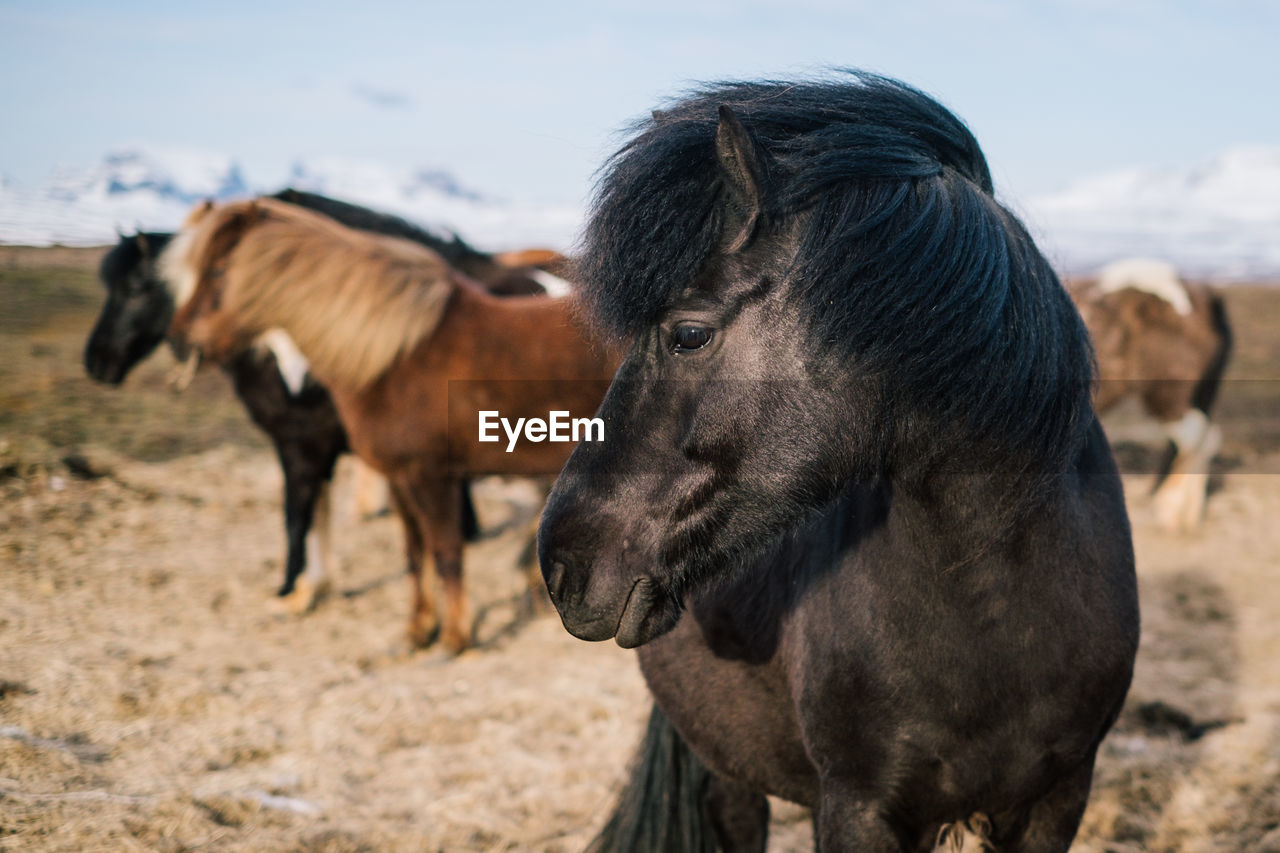 Horses standing on field