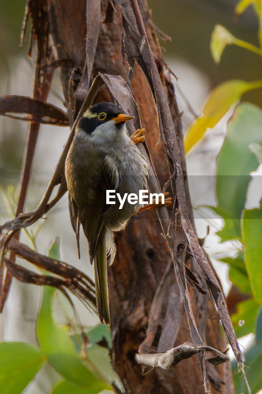 CLOSE-UP OF BIRD PERCHING ON A TREE