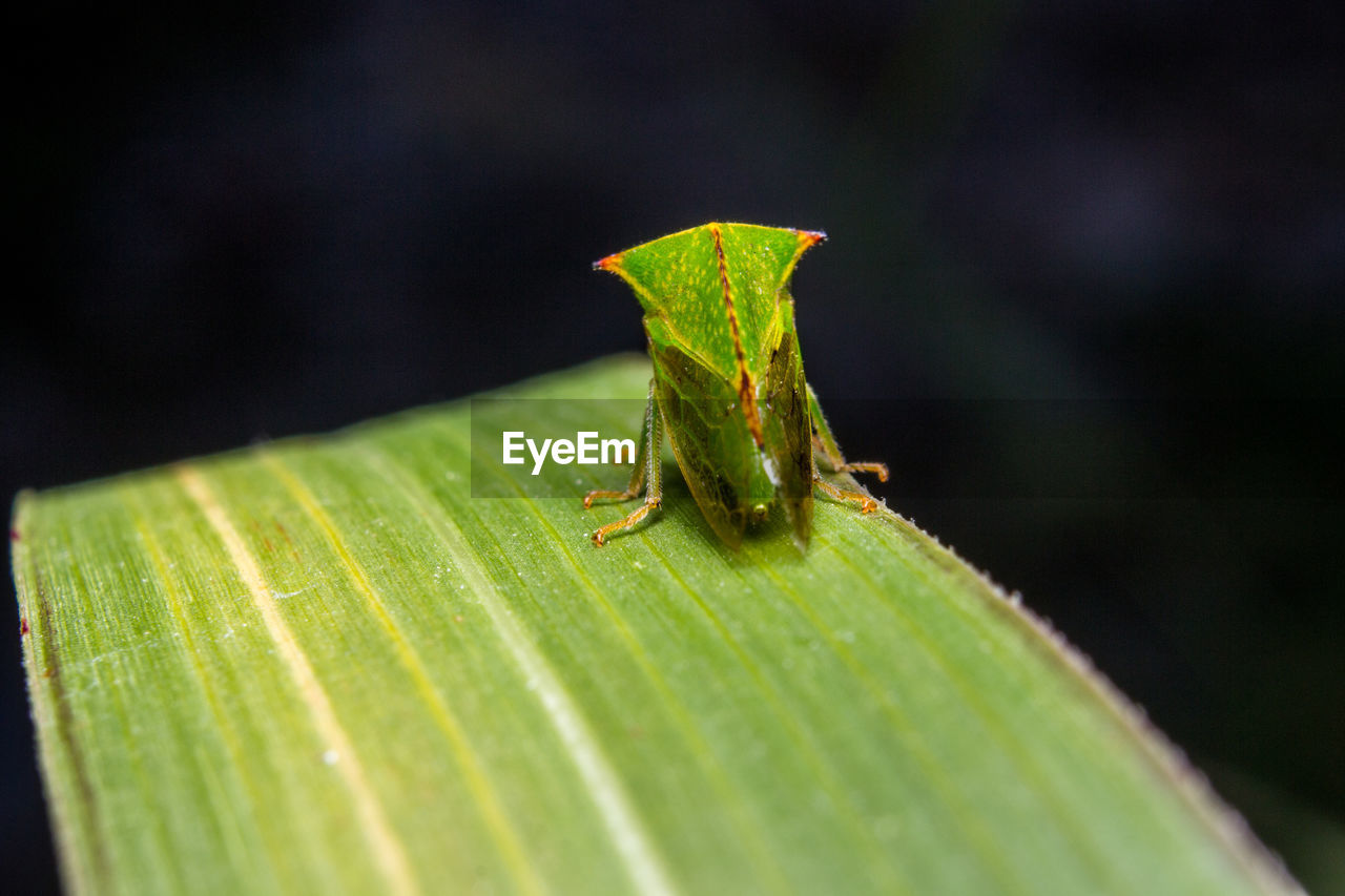 CLOSE-UP OF CATERPILLAR ON LEAF