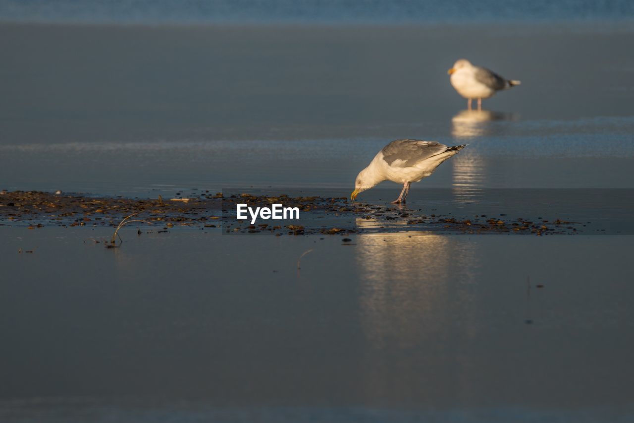 SEAGULLS PERCHING ON LAKE AGAINST SKY