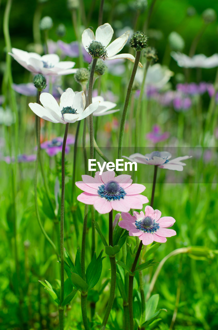 CLOSE-UP OF FLOWERING PLANT