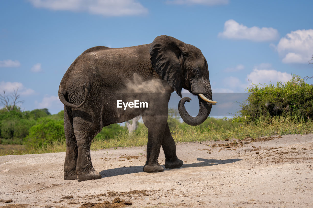 African elephant stands squirting sand over itself