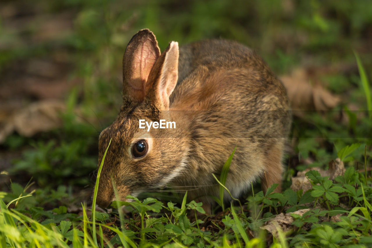 Close-up of rabbit on plants