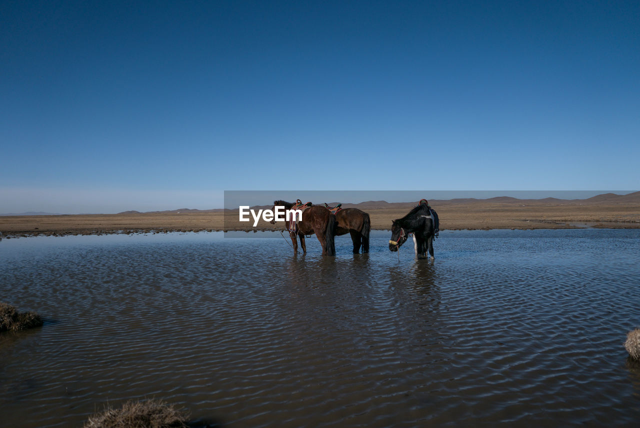 Horses in water against clear sky