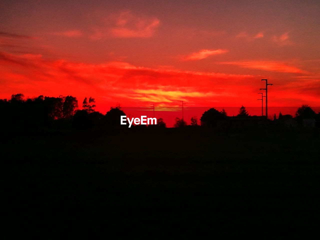 SILHOUETTE OF TREES AGAINST SKY