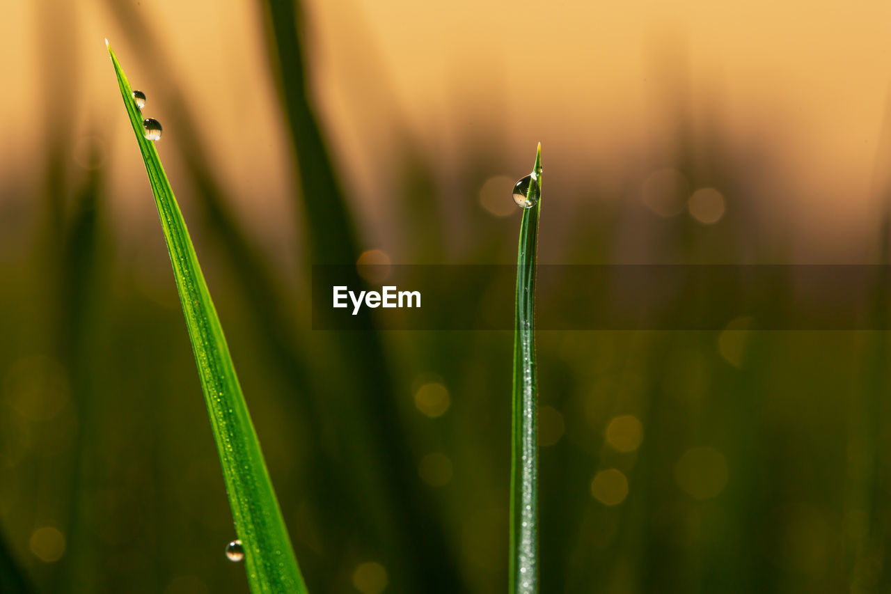 Close-up of raindrops on grass