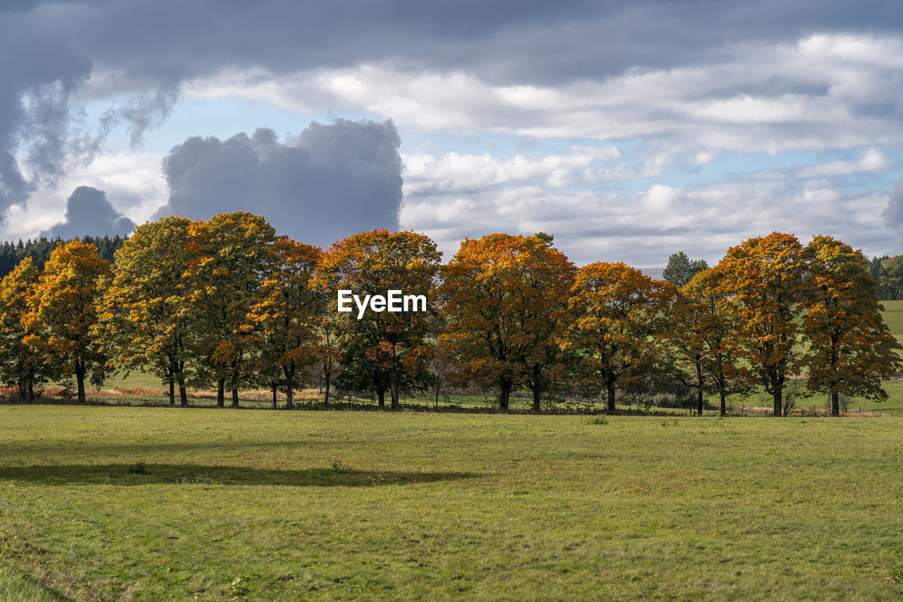 TREES ON FIELD AGAINST SKY