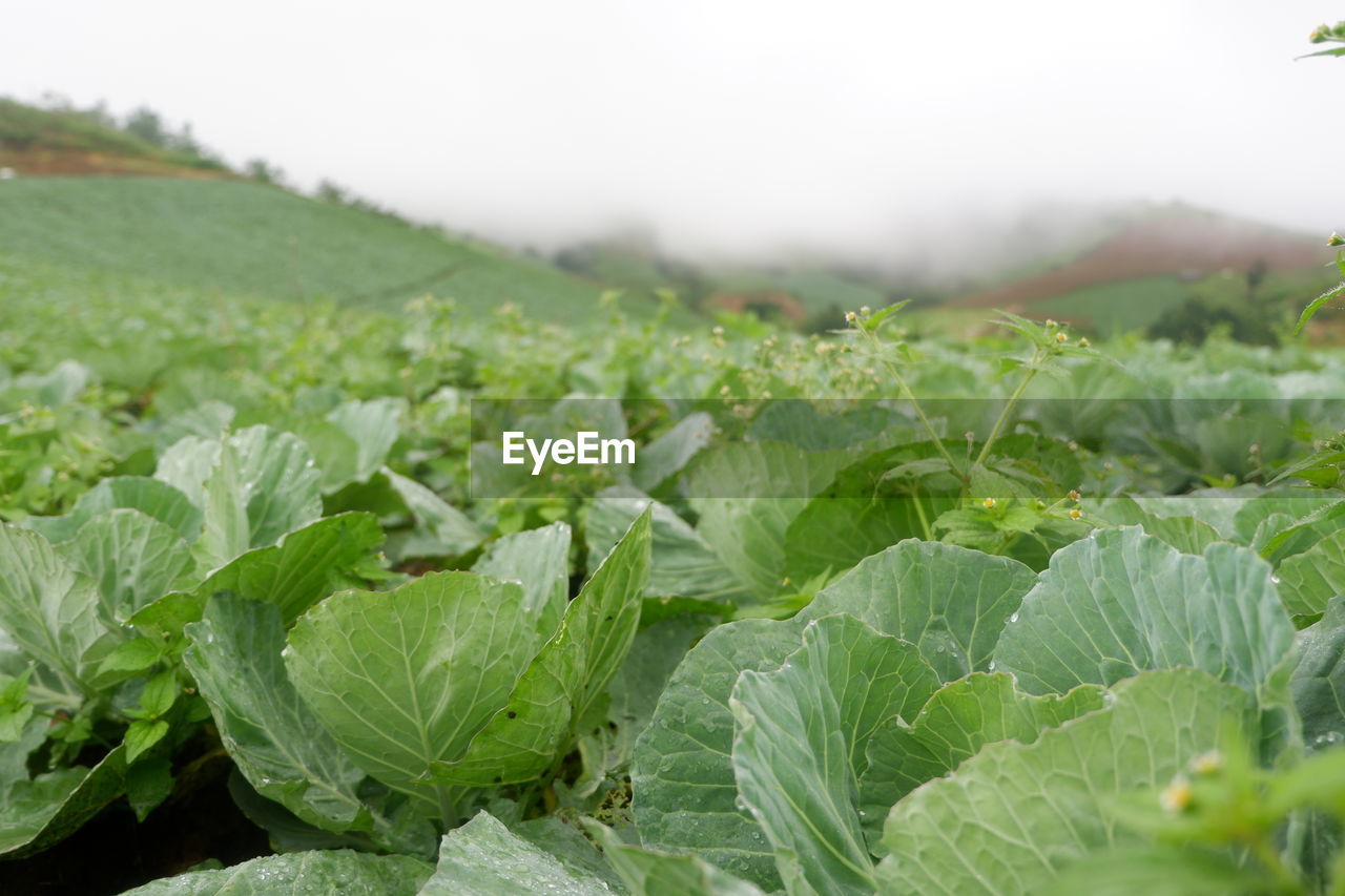 PLANTS GROWING ON LAND