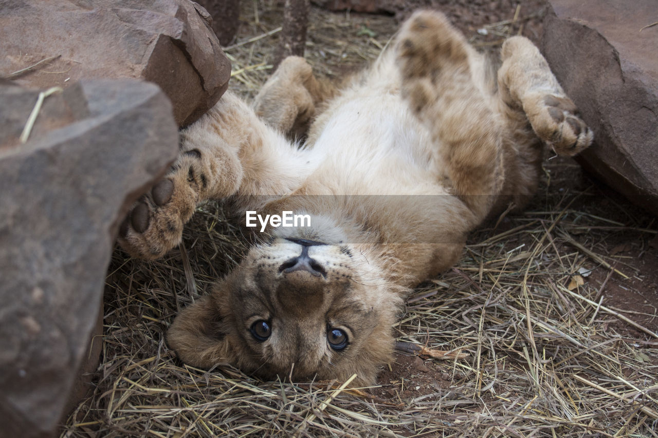 Lion on ground