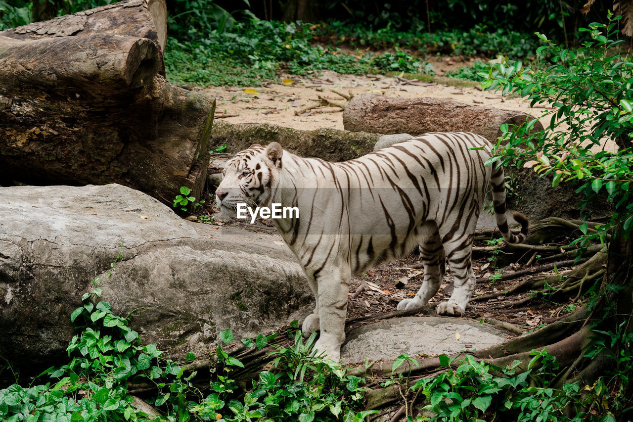 White tiger standing on rock in forest