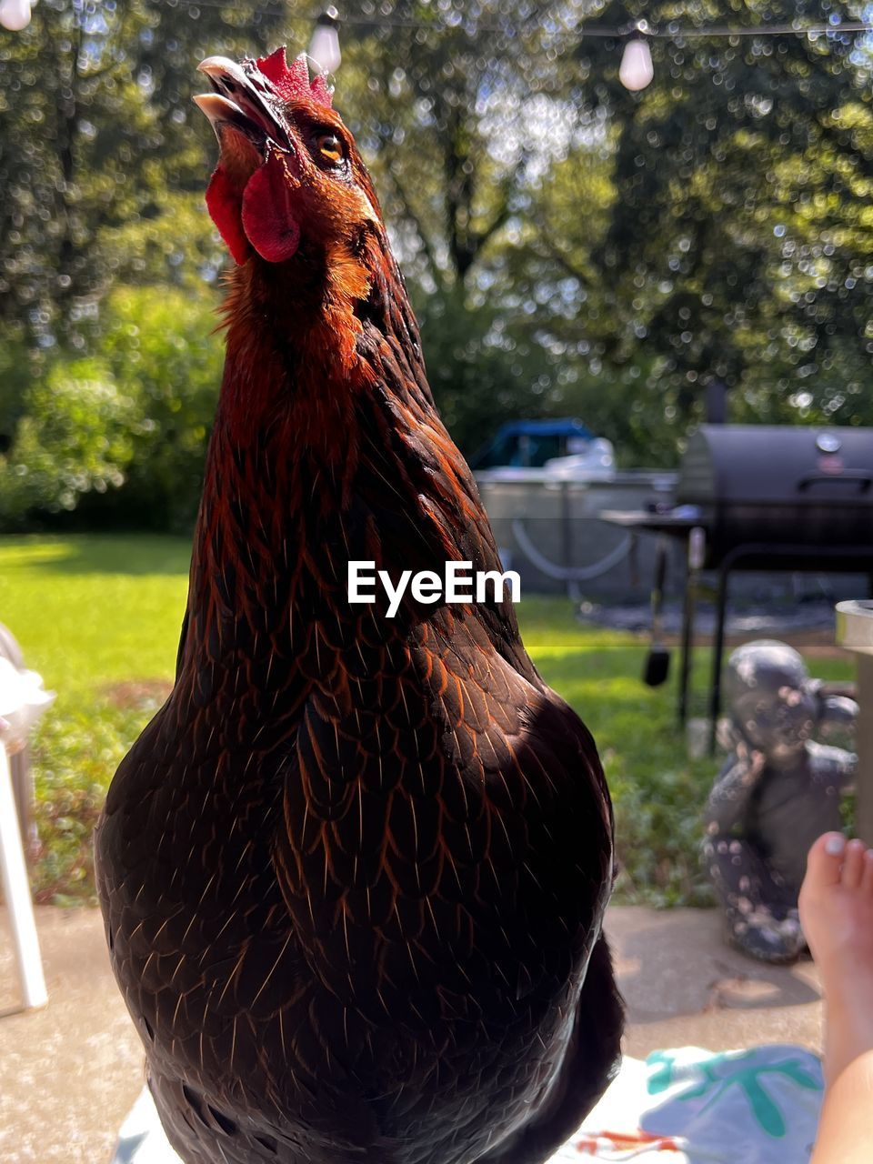 animal, animal themes, bird, one animal, hand, day, animal wildlife, focus on foreground, pet, one person, domestic animals, close-up, wildlife, nature, outdoors, chicken, animal body part, livestock, mammal, rooster